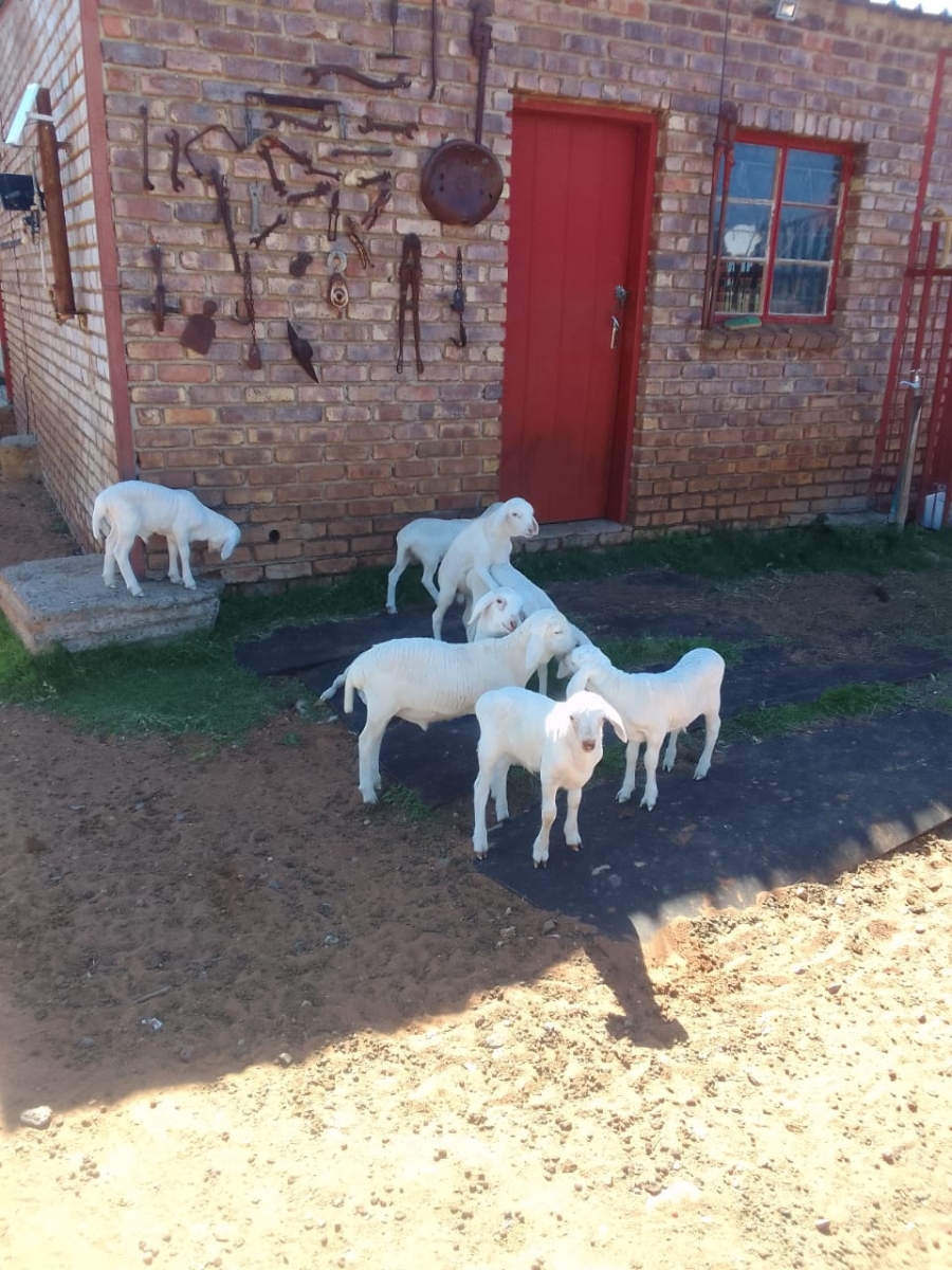 Commercial Property for Sale in Schweizer Reneke North West